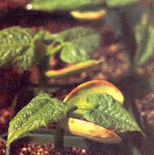 The Lifespan and Viability of Seeds Image